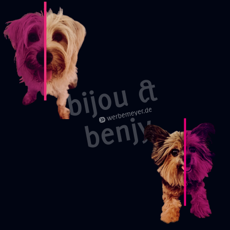 Bild von Firmenhunden Bijou und Benjy